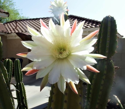 Close Up of Night Blooming Cereus Bloom From Front