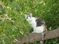 Sissy in camphor tree