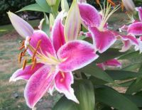 Star gazer lily
