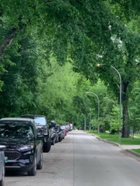 Urban Elm Forest, outside my house