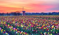 Tulips and windmill in the Netherlands - spring season