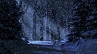 Woods in winter