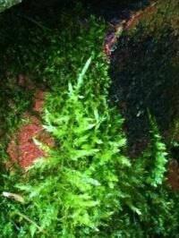 moss and brick--medium