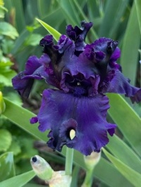 Deep Purple