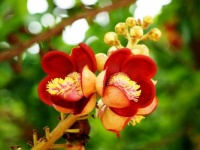 Beautiful Flowers Exotic Flowers