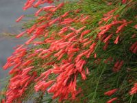 Firecracker or Coral Plant.