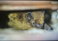 Bats in Malta. 6.