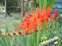 Montbretia Spray