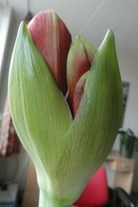 The second flower of my Amaryllis is coming.....
