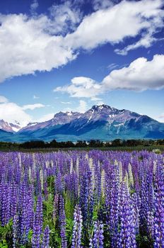Mountains and Flowers