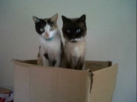 Picasso and Twyla in their favourite box!