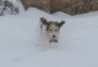 PBGV Jester Flying through the Snow