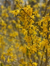 Forsythia Blooms: Three more snows after the forsythia blooms