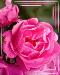 🌿🌹 Joy of roses 🌹🌿