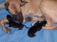 Reba & Helios puppies