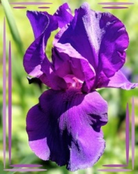 💜🌾 Irises 🌾💜