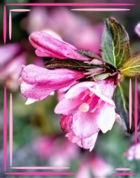🌿💗Now blooming💗🌿