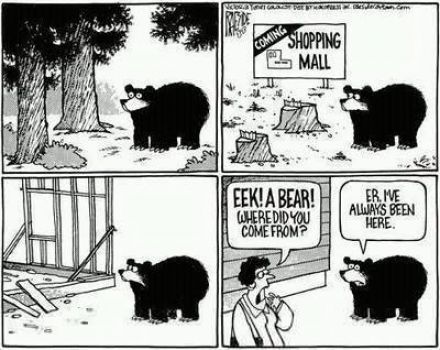 bear and the shopping mall n
