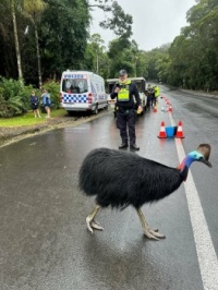 Crossing the road