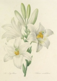 Redoute - choix des plus belles fleurs 45