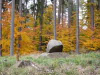 Podzim v Hornopožárském lese