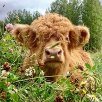 A fluffy cow