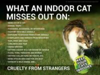 What an indoor cat misses out on.