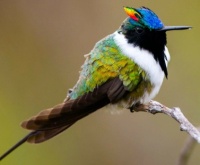 Horned Sungem Hummingbird====6