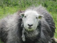 Cumbrian sheep
