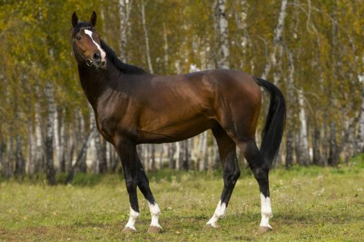 Amadey - Hanoverian horse