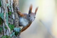 red squirrel