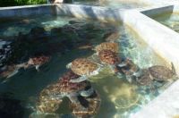 Cayman turtle breeding farm