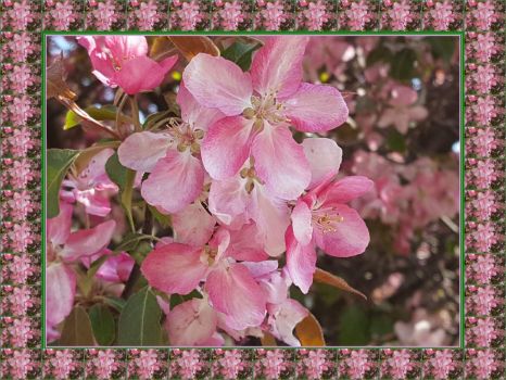 Rozkvetlé jaro / Blooming Spring
