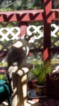 Catio Pearl