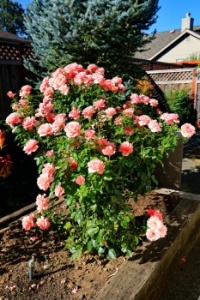 Tournament of Roses hybrid