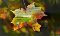 fall af