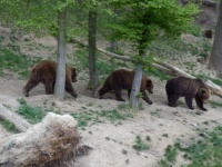 3 medvědi jdou