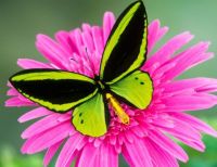 Butterfly 3