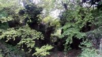 GREEK FOREST 1