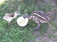 last Emu hatch and 1st Rhea  babies