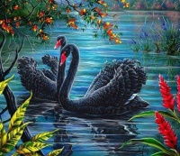 Black Swans #2