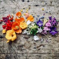Rainbow Flowers