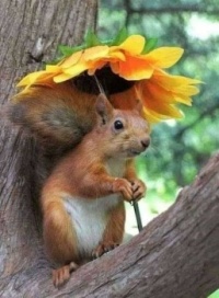 Squirrel Has An Umbrella