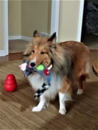 Chase & New Toy
