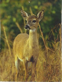 Key Deer -  Bahia Honda Key, Florida Keys (adults are 2' at the shoulder/50 lb - Endangered)