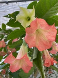Datura plant or Angel's Trumpet