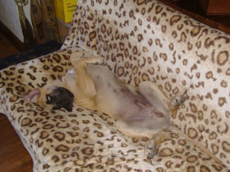 Baby Woody on the sofa