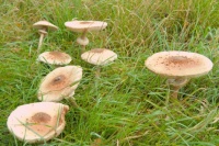 Mushrooms in Daun