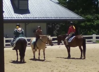 Breeds Show II, Kentucky Horse Park