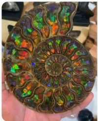 Ammonite fossil with Opal inlay